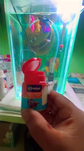 Feeding Beeta And Neon Tetra #aquarium #bluebettafish