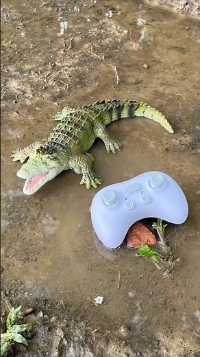Amar Remote control Crocodile Unboxing