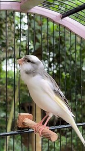 The Best Canary Sounds!! Canary Training#birdsounds #canary #canarysinging #canarysong #birdsinging