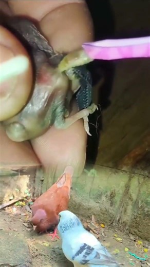Tiny Bird Botfly Removal | Doctor Safely Removed Parasites from the Bird 🐦