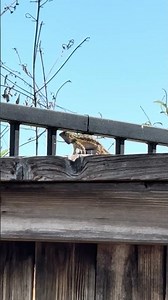 🛑 Viral going lizard 🦎 must watch 🛑 #lizard #lizards #nature #birds #bird #reptilelife #reptile