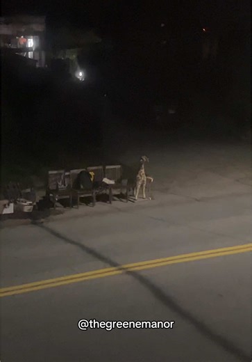 Unexpected Encounter with a Giraffe on the Road