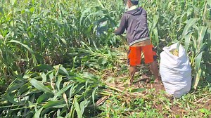 After Harvesting Sorghum Grains The Stalks Are Gathered For Silage-Making! | MannyPiñol