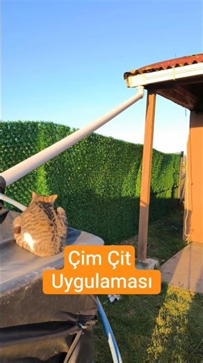 Bahçemize Çim Çit Yaptık! 🌿 #shorts