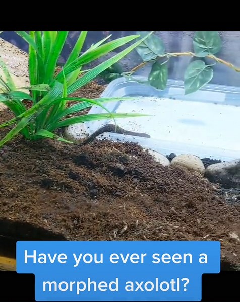 the boys got a tank upgrade! #axolotls #axolotlsoftiktok #petsoftiktok #petlover #amphibian #reptiles #fyp #fypシ #upgrade