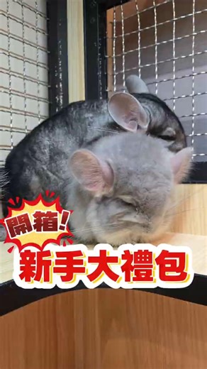 禮包開箱！養龍貓必備一次看 🎁｜Chinchilla Starter Unboxing! Essentials for New Owners｜チンチラ初心者スターターキット開封！必須アイテム紹介