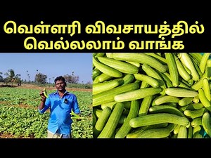 vellarikkai plant grow in tamil | வெள்ளரி வளர்ப்பு | how to grow cucumber in tamil-verukku neer