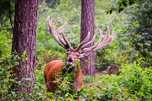 Meilleure Caméra de chasse - Comparatif 2026 - Arbre à vent
