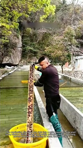 Harvesting Freshwater Snails from Bamboo Rafts | Aquaculture ASMR