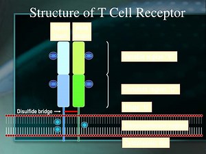 Structure of T Cell Receptor - SlideServe