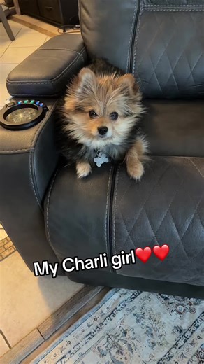 Adorable Yorkie Pomeranian Mix Playing with Toys