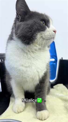 Doktor Vet (@zoo_vet_sumqayit)’s videos with Soulmate - Andrea Vanzo