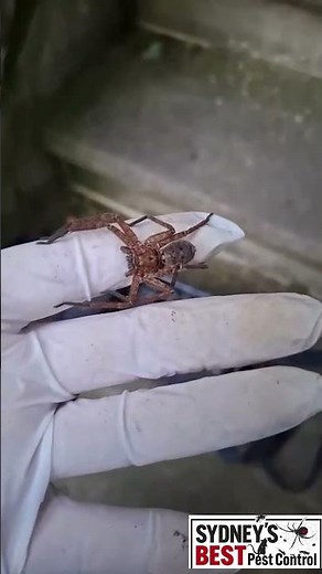 Huntsman Spider Facts: Size, Speed, Venom & Helpful Pest Control – Myth‑Busting #SpiderFacts