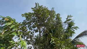 346K views · 10K reactions | ปลูกทุเรียน ที่ อ.กันทรวิชัย จ.มหาสารคาม เจริญเติบโตได้ดี | CCNews-Live | Facebook