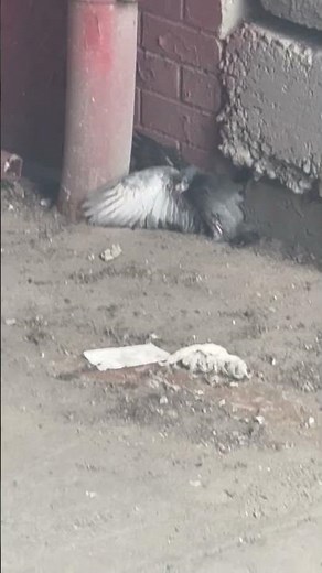 Horror Scene in NYC as Rat Bites Pigeon and Pulls it Inside Wall
