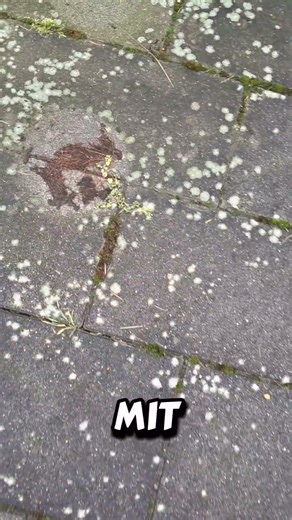 Removing lichen from paving stones! #garden #gardening #tipsandtricks #gardeningtips