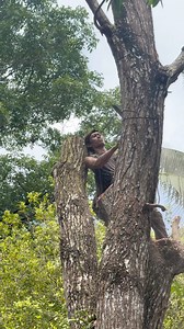 16K views · 108 reactions | extraordinary tree felling skills | Jati Manungal | Facebook