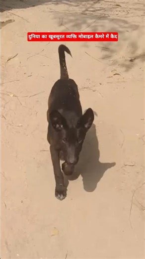 dog funny videos🤣#shorts #dog #funny#doglover