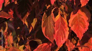 Cornus florida. Tree at sunset. 4K, UHD, 50p, Cinematic,Closeup,