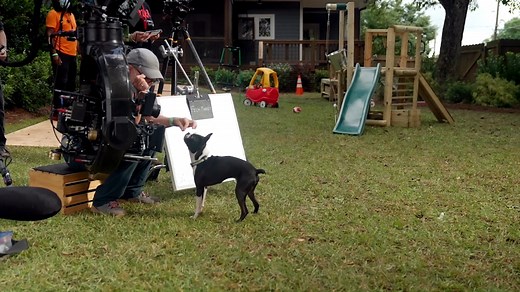 Strays (2023) Behind the Scenes #behindthescenes #strays #comingsoon #strays | CgoMovies