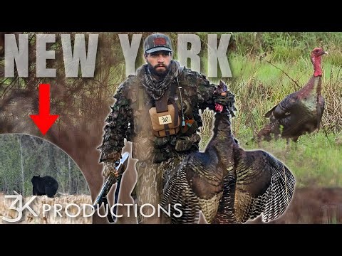 New York Turkey Hunting | Gobbling Turkeys And A Giant Black Bear