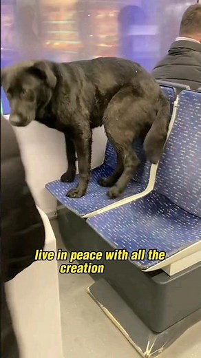 Stray Dogs of Istanbul - Boundless Love