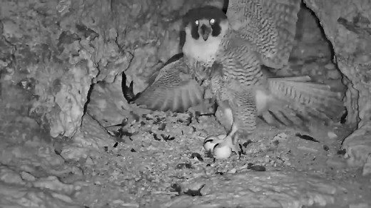 63K views · 2.4K reactions | A Great Horned Owl came into the Castle...