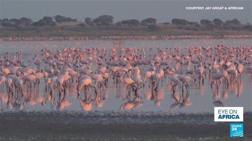 Eye on Africa: In South Africa lesser flamingo loose breeding site