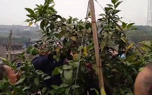 农技师讲解爱媛果冻橙树形修剪和施肥，均价9元一斤，精品果20元