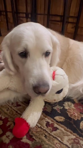 When you had a bad day and then your mom tells the world embarrassing info! Thank goodness for my Lambie! #lambchops #goldenretrieverlove #dogmomlife #bodyshamingiswrong #badday #soembarrassing #dogsoffacebook #goldenretrieverlife | Charlie the Therapy Dog
