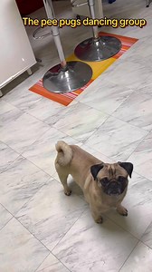 Friday pug dance 🤣😂😝😻 #puglife #funny #pugdance | Pug Philosophy