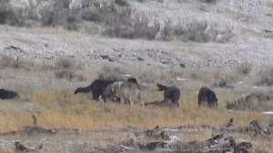 Waldo Montgomery Junction Butte pack at their carcass. | Legend Of Lamar Valley/The Valley Of Wolves