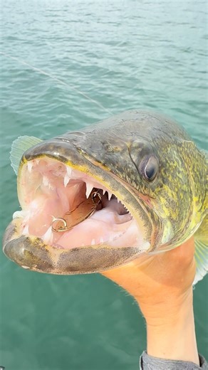 Simple. Effective. Timeless. The Kastmaster proves its worth in walleye country day after day. Whether you jig it, cast it, or troll it, there’s no limit to what this lure can do. #Kastmaster #Acme #AcmeTackleCompany #KastmasterWalleye #Walleye | ACME Tackle Company