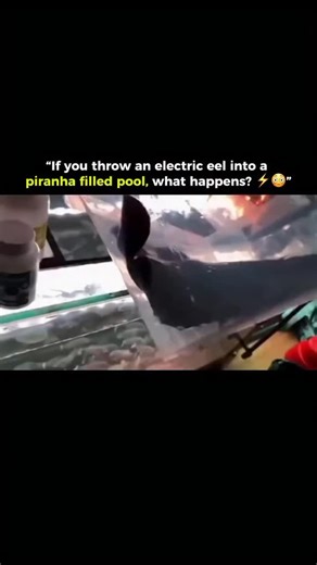 its._me_fact on Instagram: "Electric Eel: Nature’s Shocking Predator! Found in the Amazon and Orinoco rivers, electric eels are among the most fascinating creatures of the underwater world. They’re not just fish — they’re natural power generators! 🔋 How Much Electricity Do They Produce? Electric eels can generate up to 600 volts when hunting or defending themselves. That’s strong enough to knock out a human and even higher than most household outlets! 🧠 How Do They Produce Electricity? Their b