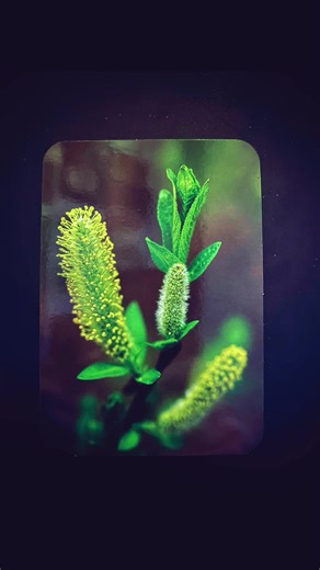 Oracle Flower Energy - Daily Message Willow Creativity, Flexibility, Resilience, Responsibility, Tenacity, Yeilding I create positive reality from the quality of my thoughts. I take responsibility for what I create. #tarot #astrology #zodiac #dailymessage #flowers @KALLISTII