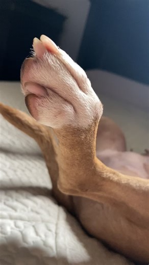 Adorable Pit Bull Moments That Melt Hearts