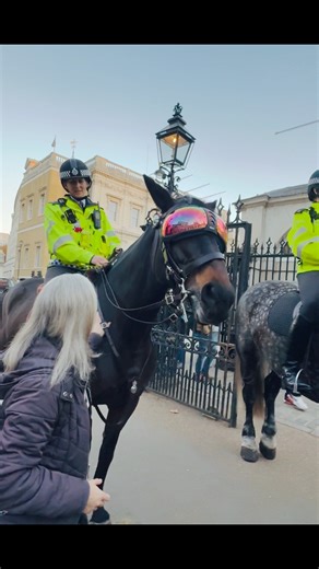 30 reactions | Mounted police horses taking a pet break at Horse Guards Parade #london #police #horses #history #fblifestyle #fypシ゚ | London king’s Horse Guard | Facebook