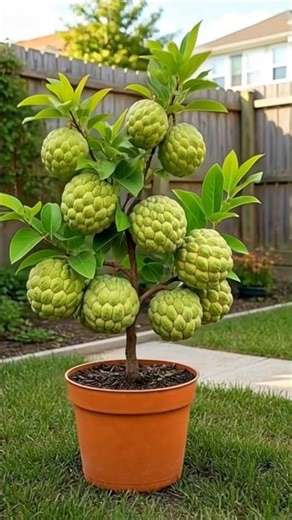 Marcotting Sugar Apple Tree for Faster Fruiting