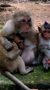 Mama Daisy is nursing her child. | Monkey Records