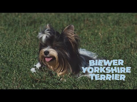 Biewer Yorkshire Terrier [4k Video]