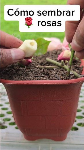 How to Plant Roses from Branches or Cuttings #plants #garden #agriculture