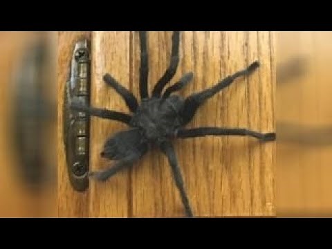 California family discovers a tarantula in the kitchen