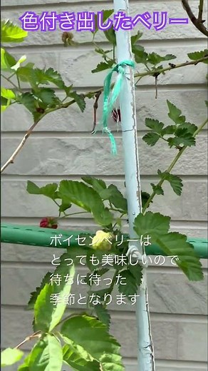 色付き出したベリー#ワイルドベリー#ボイセンベリー#マルベリー#カシス#ガーデニング