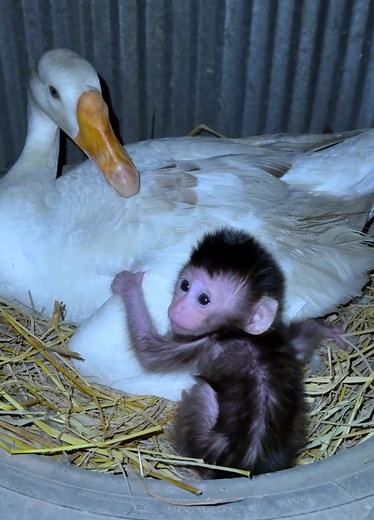 Cute Baby monkey 💕😘 #poormonkey #reelmonkey #videosmonkey #littlemonkey | Monkey Lol