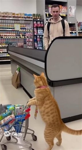 How to Grocery Shop Like a PRO