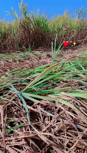 Danish Raja's Hilarious Moments