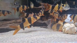 Love these clown loach 😍 enjoying some tasty muscles for lunch 🧡🖤 | Pier Aquatics