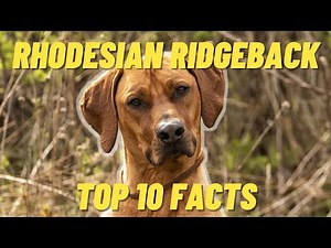 Rhodesian Ridgeback Top 10 FACTS - Pro and Cons of the Rhodesian Ridgeback