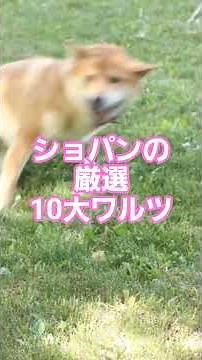 #51 💃 ショパンの厳選10大ワルツ | ロマン派ピアノの傑作集 #クラシック名曲