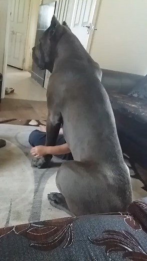 263K views · 3.7K reactions | Gentle Giant cane corso #canecorsoforlife #lovedogs #canecorso #canecorsoitaliano #beautifuldog #dogvideos #hugecanecorso #hugedogsoftiktok #italianmastiff #bigdog #italianmastiff #italianmastiffcanecorso #canecorsomastiff #mastiffbreed #blackcanecorso | Bigdog LOVER | Facebook